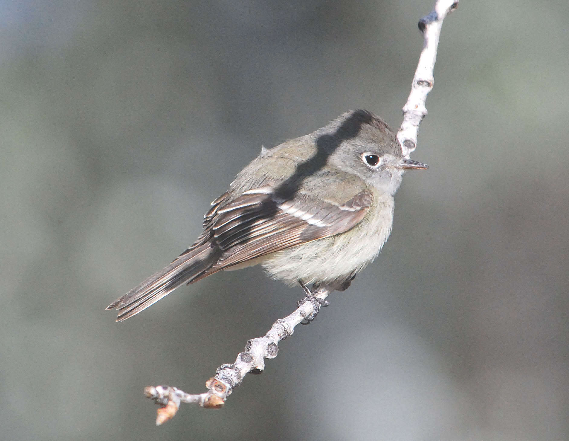 Empidonax hammondii (Xántus 1858)的圖片