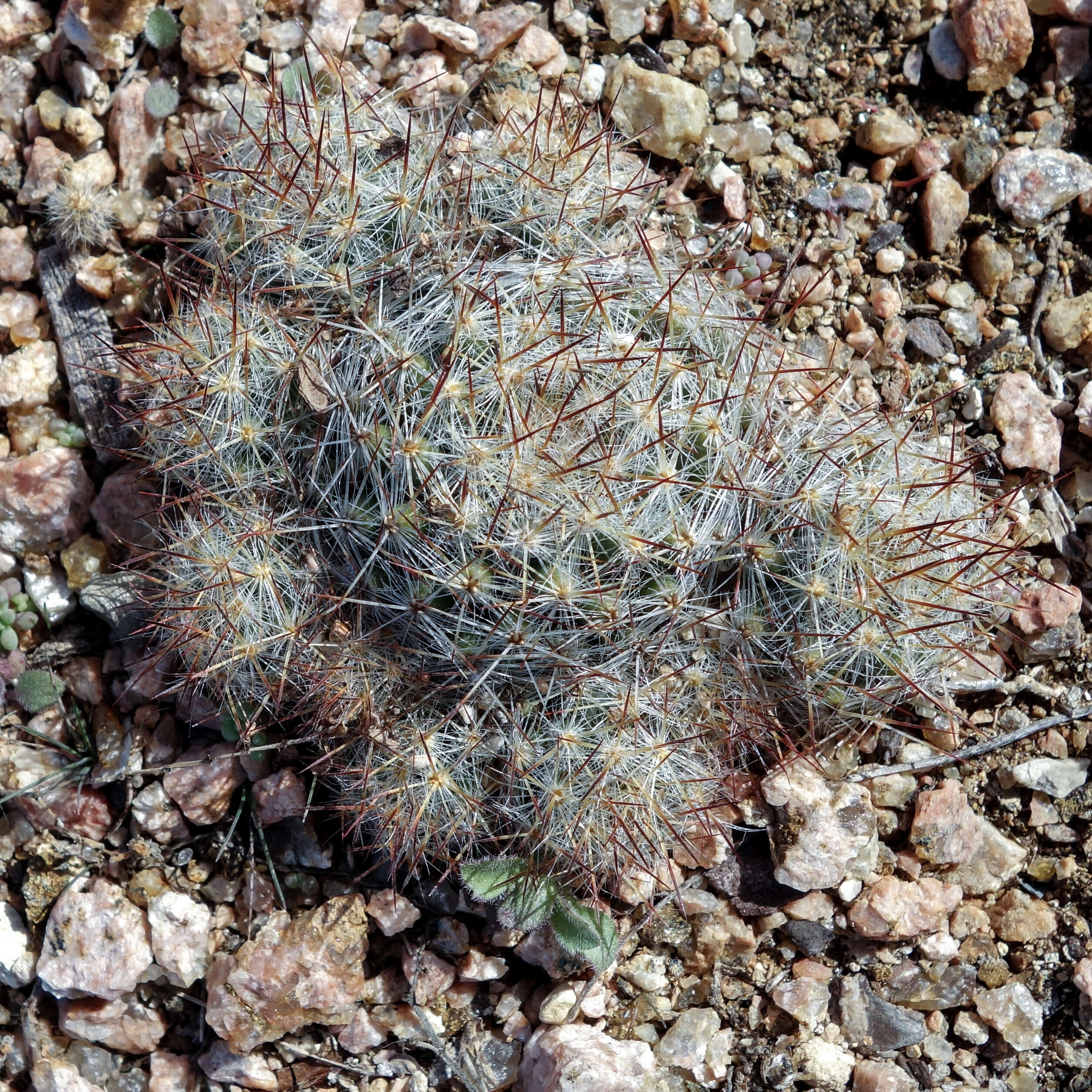Image of Texas Nipple Cactus