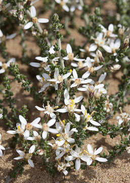 Olearia algida N. A. Wakefield resmi