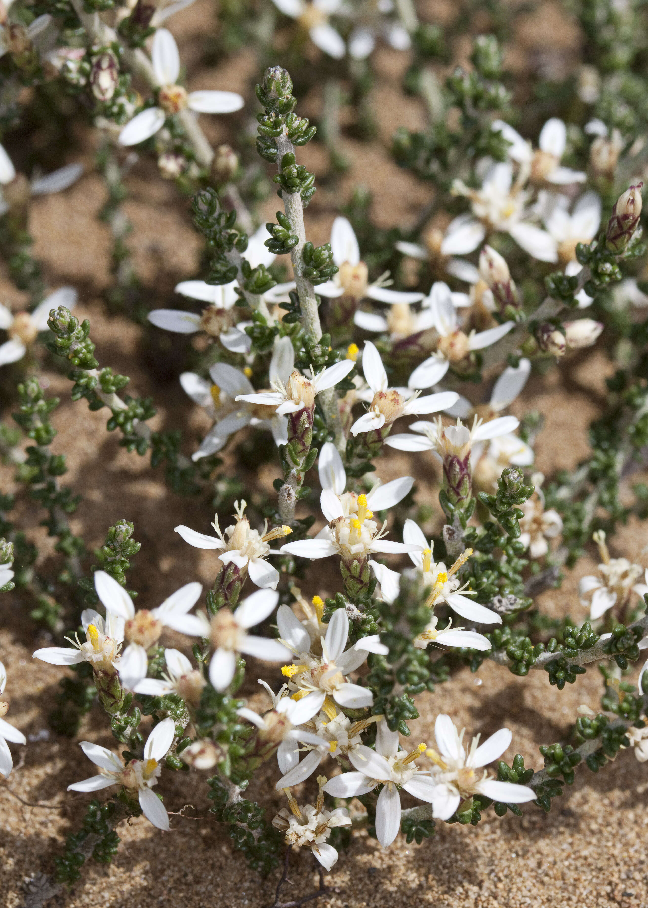 Image of Alpine Daisy-bush