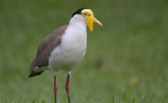 Image of Lapwing