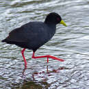 Image of Black Crake