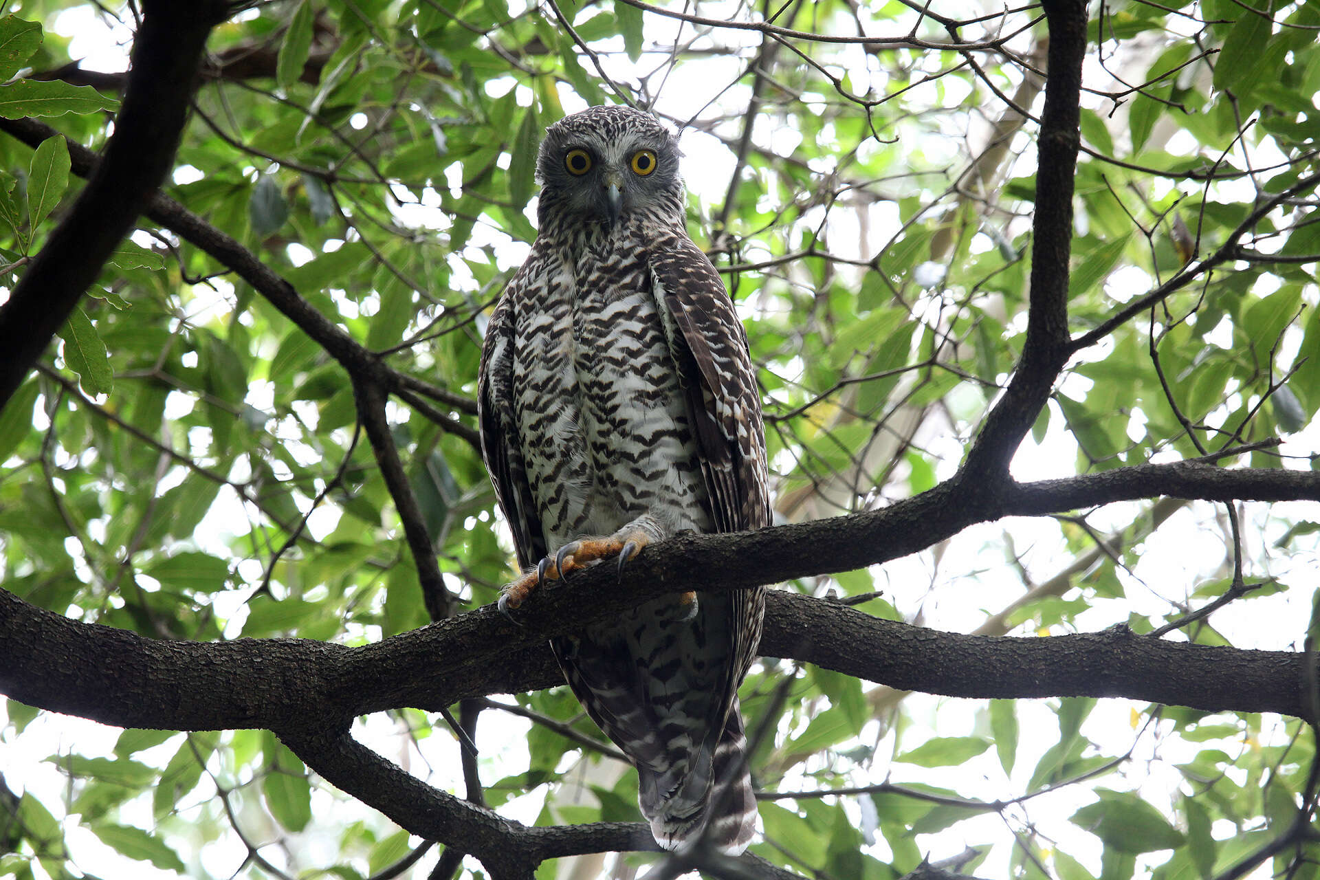 Image of Ninox Hodgson 1837