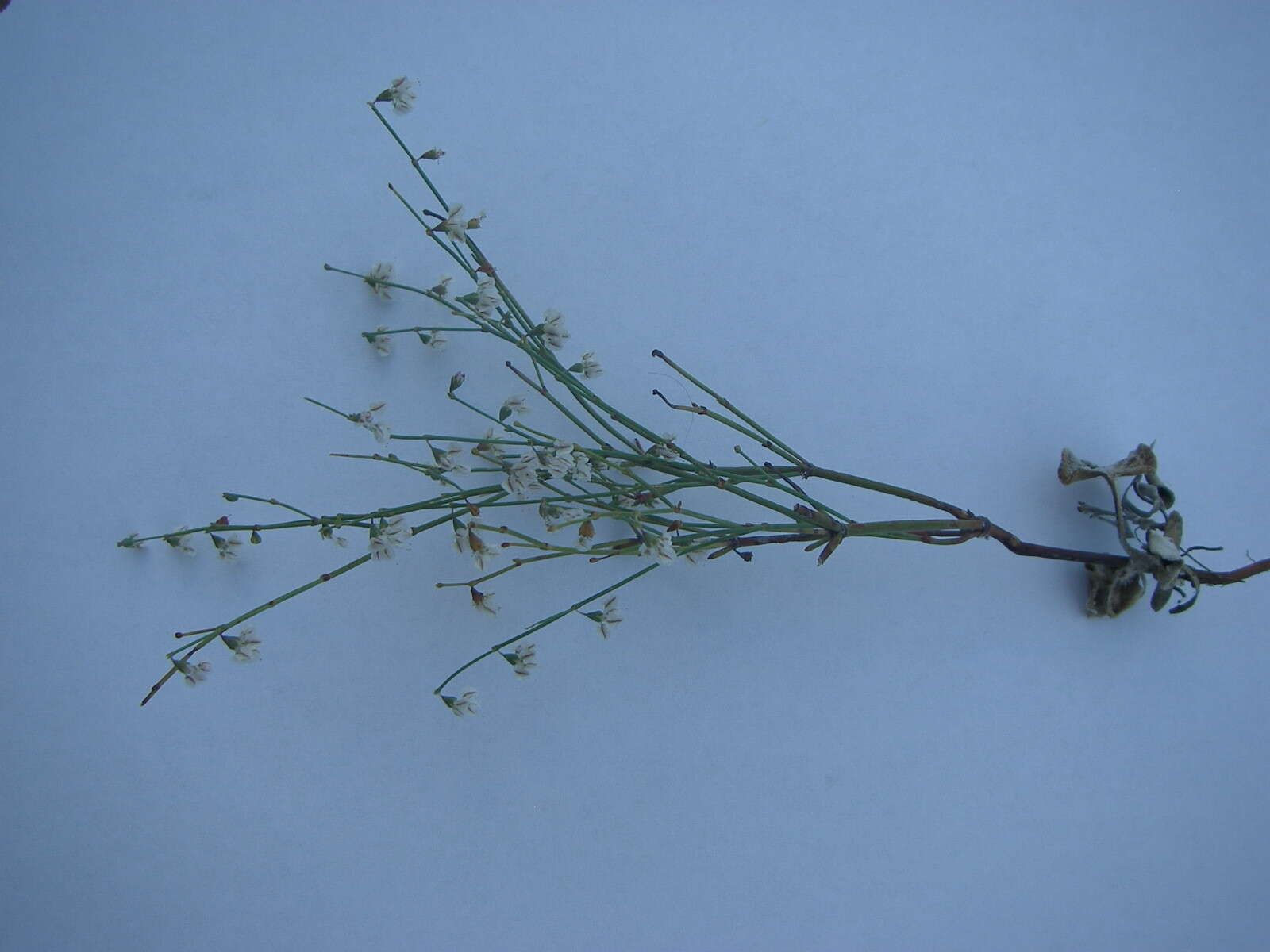 Image of flatcrown buckwheat