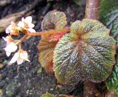 Image of Begonia scabrida A. DC.