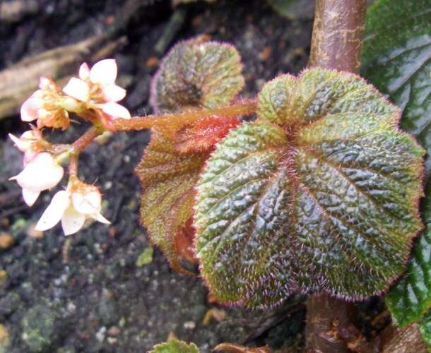 Слика од Begonia scabrida A. DC.