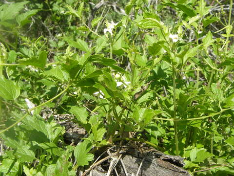 Image of Drummond's clematis