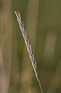 Image of intermediate wheatgrass