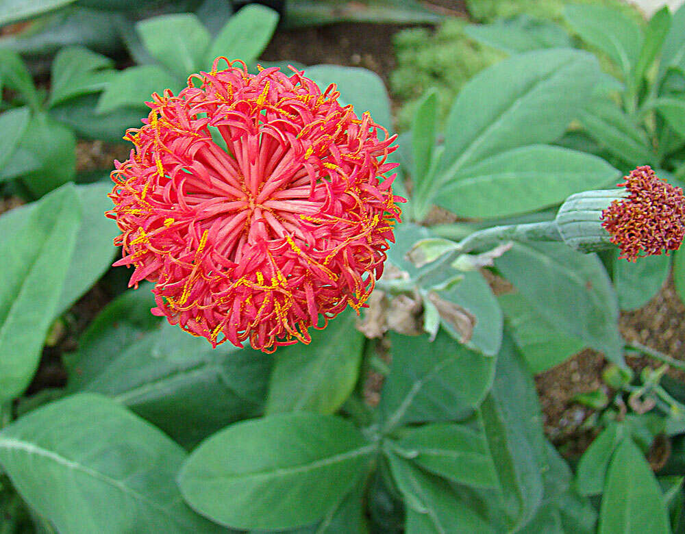 Image of Kleinia abyssinica A. Berger