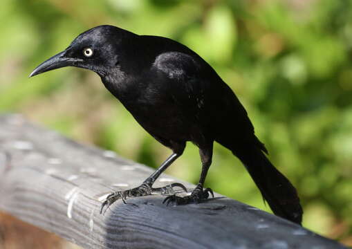 Image of Carib Grackle