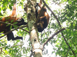 Image of Black-handed Spider Monkey