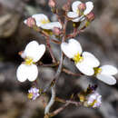 Stylidium albolilacinum (Erikson & Willis) A. Lowrie & S. Carlquist resmi