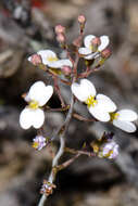 Image of Stylidium albolilacinum (Erikson & Willis) A. Lowrie & S. Carlquist