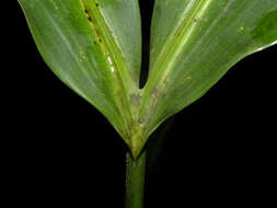 Image of Cyclanthus