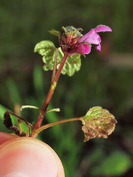 Image of purple archangel