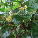 Phoradendron piperoides (Kunth) Trel.的圖片