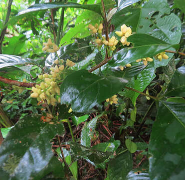 Image of Mistletoe