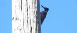 Image of Lewis's Woodpecker