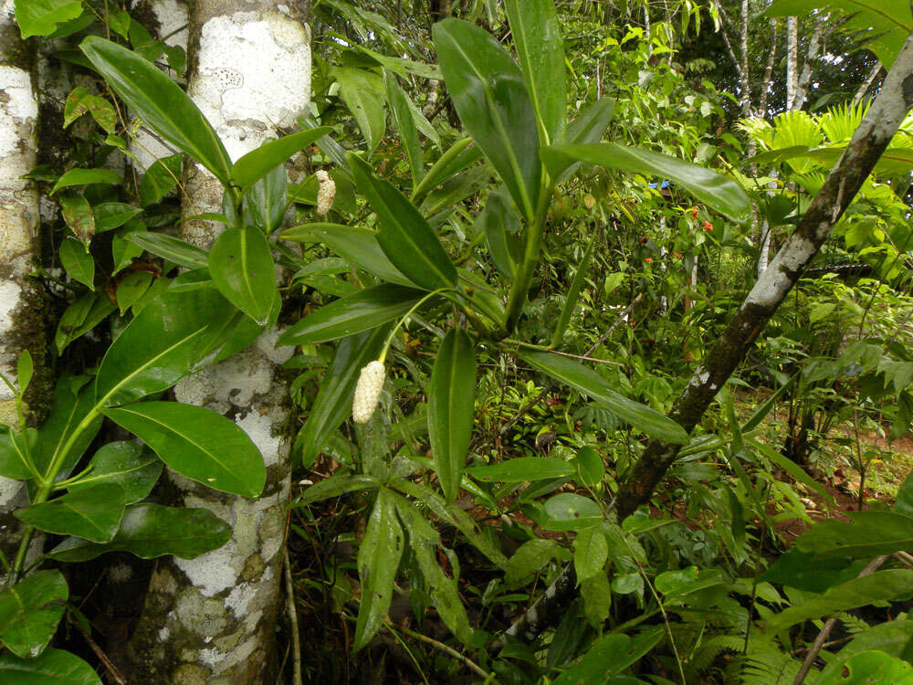 Stenospermation marantifolium Hemsl. resmi