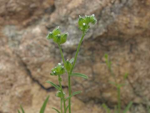 صورة Cryptantha pterocarya (Torr.) Greene