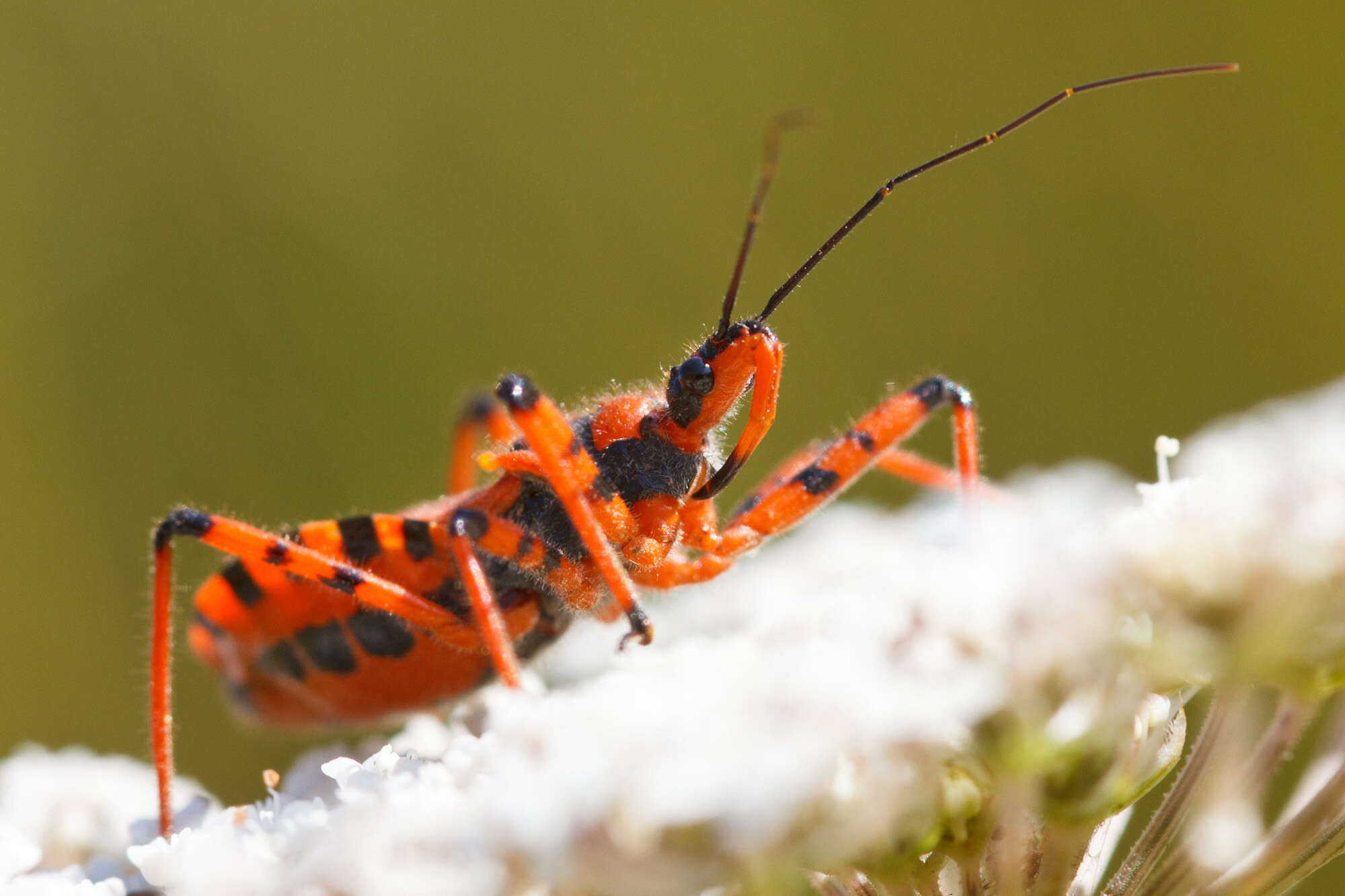 Image of Rhynocoris iracundus (Poda 1761)