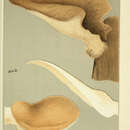 Image of Pleurotus ostreatus (Jacq.) P. Kumm. 1871