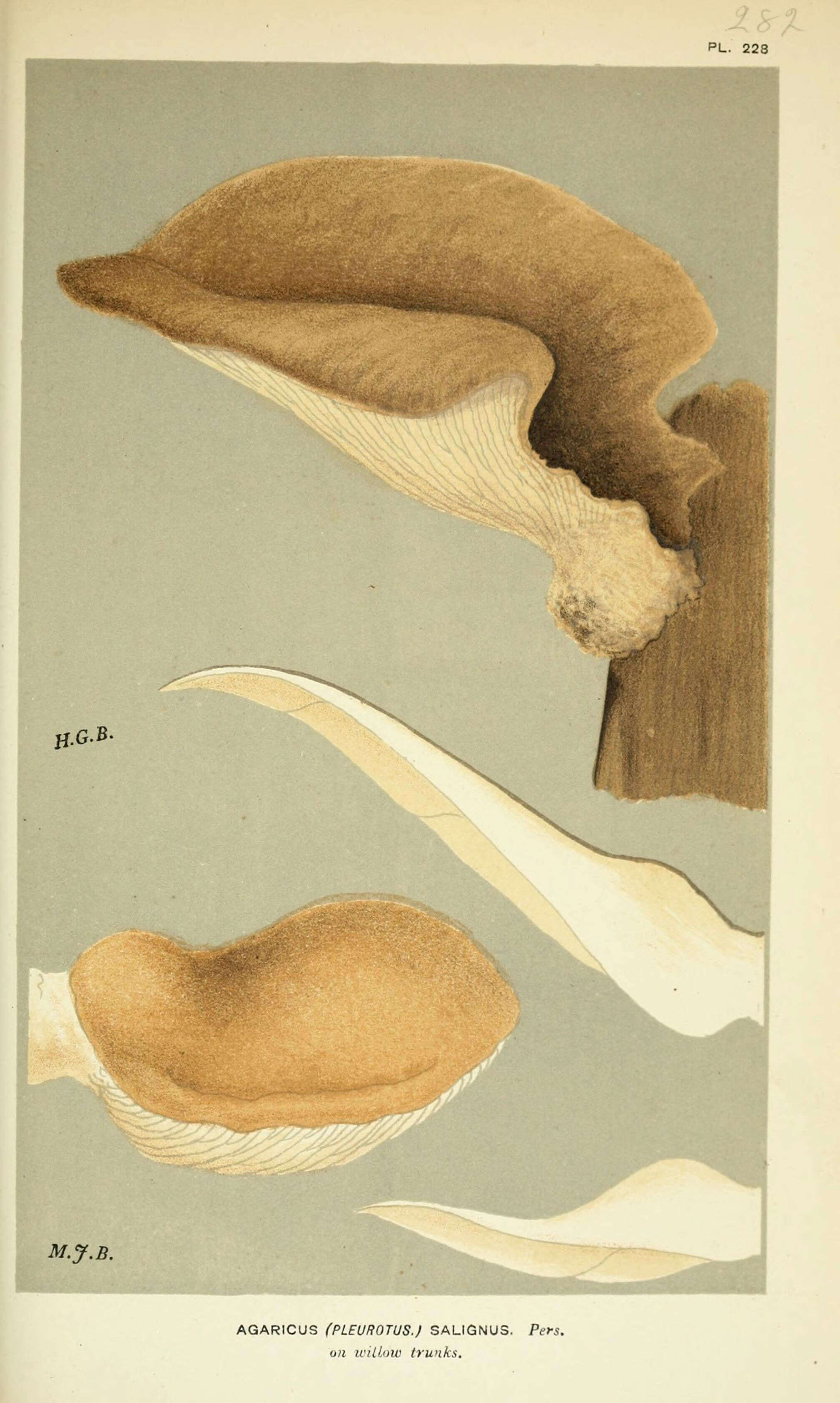 Image of Pleurotus