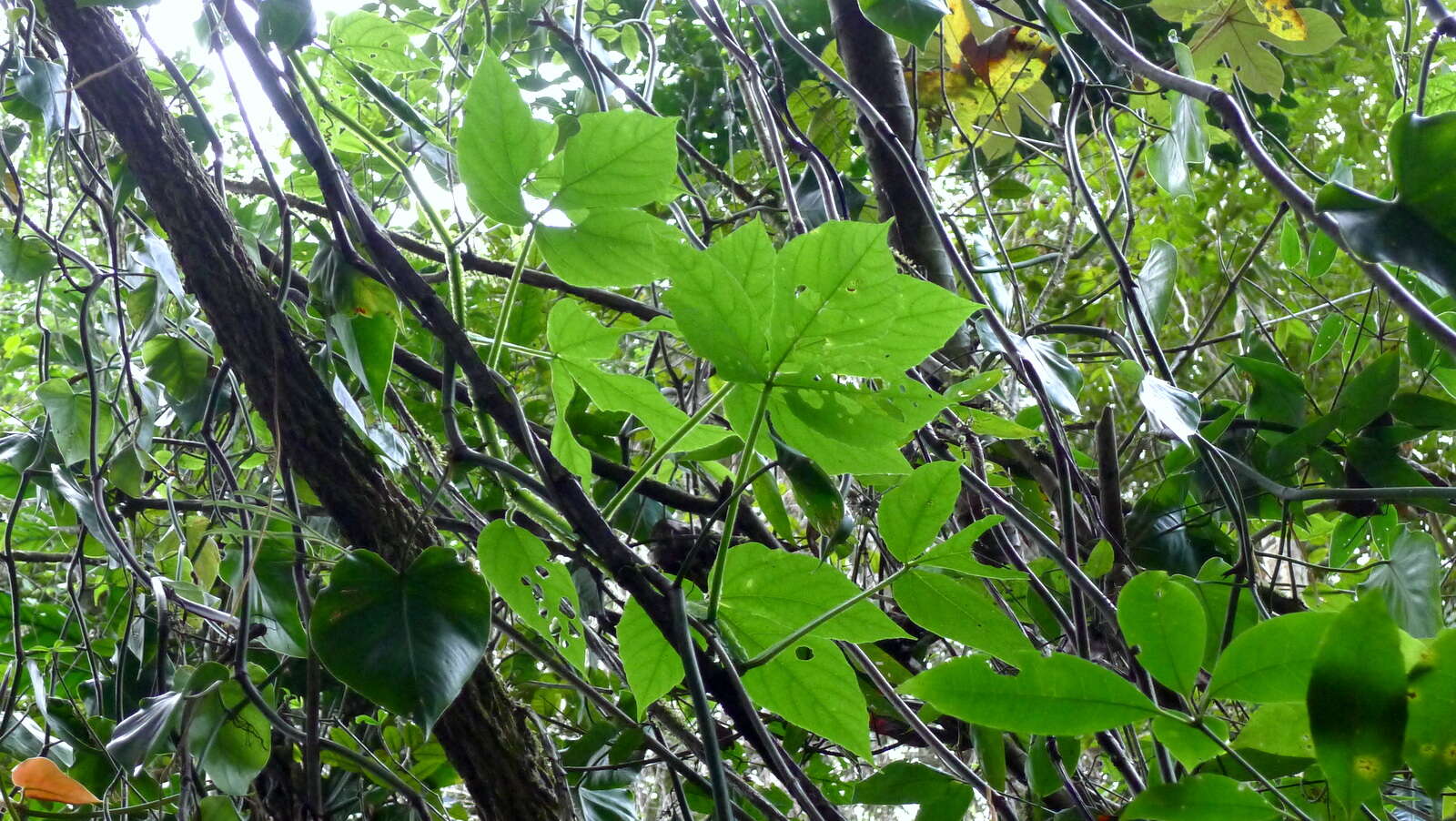 Image of Vitaceae