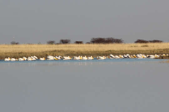 Image of Great White Pelican