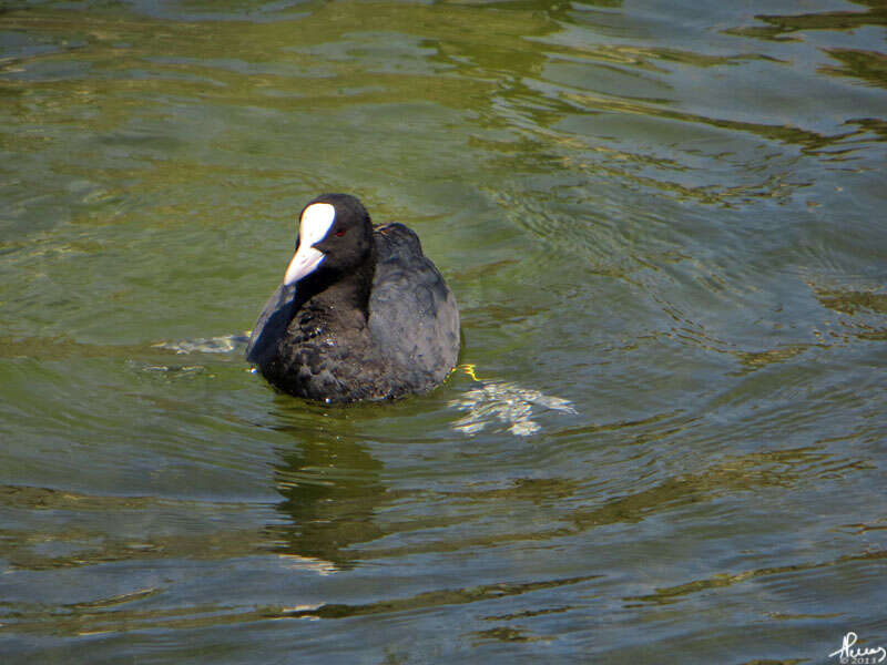 Image of Common Coot