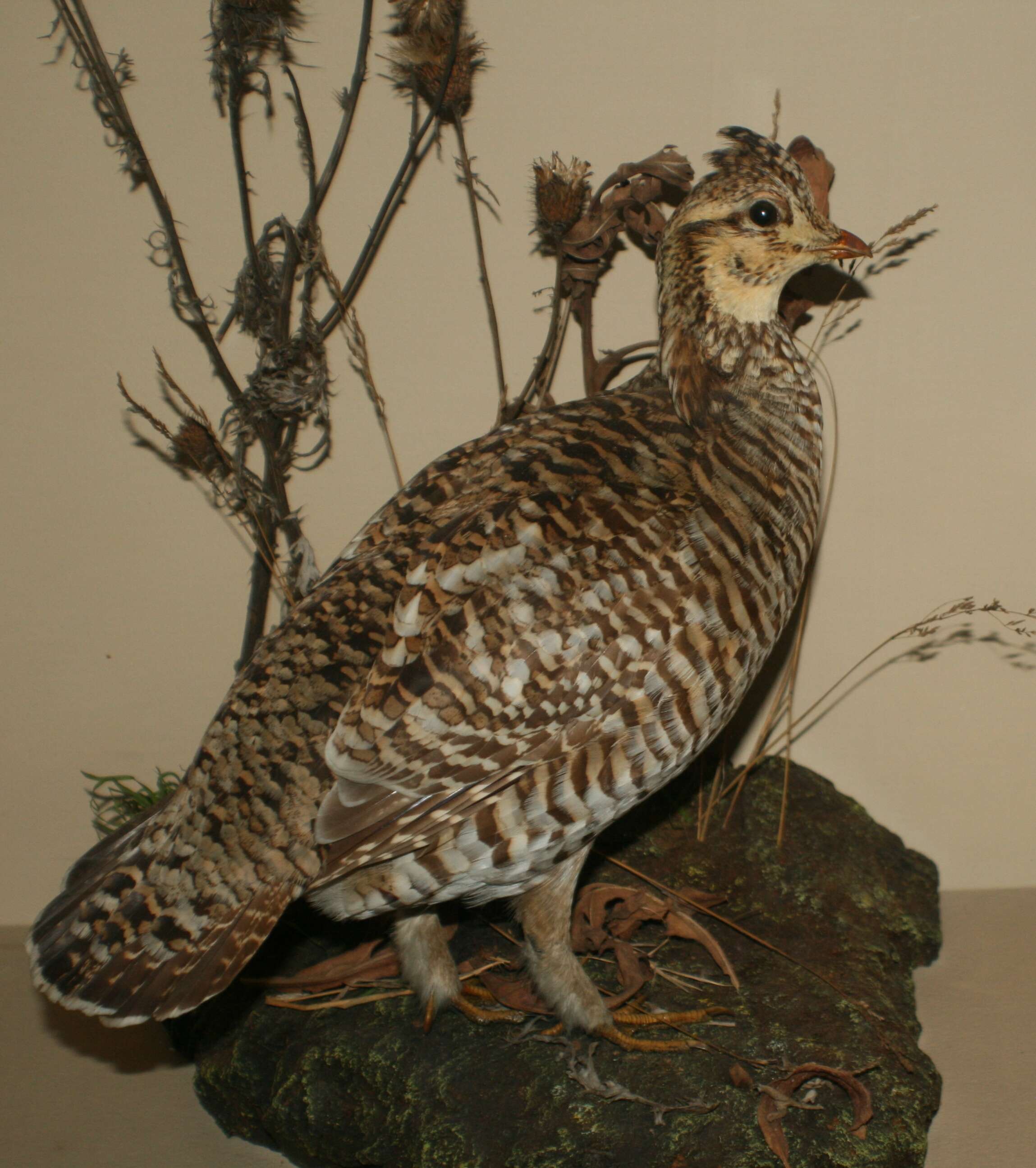 Image of Greater Prairie Chicken