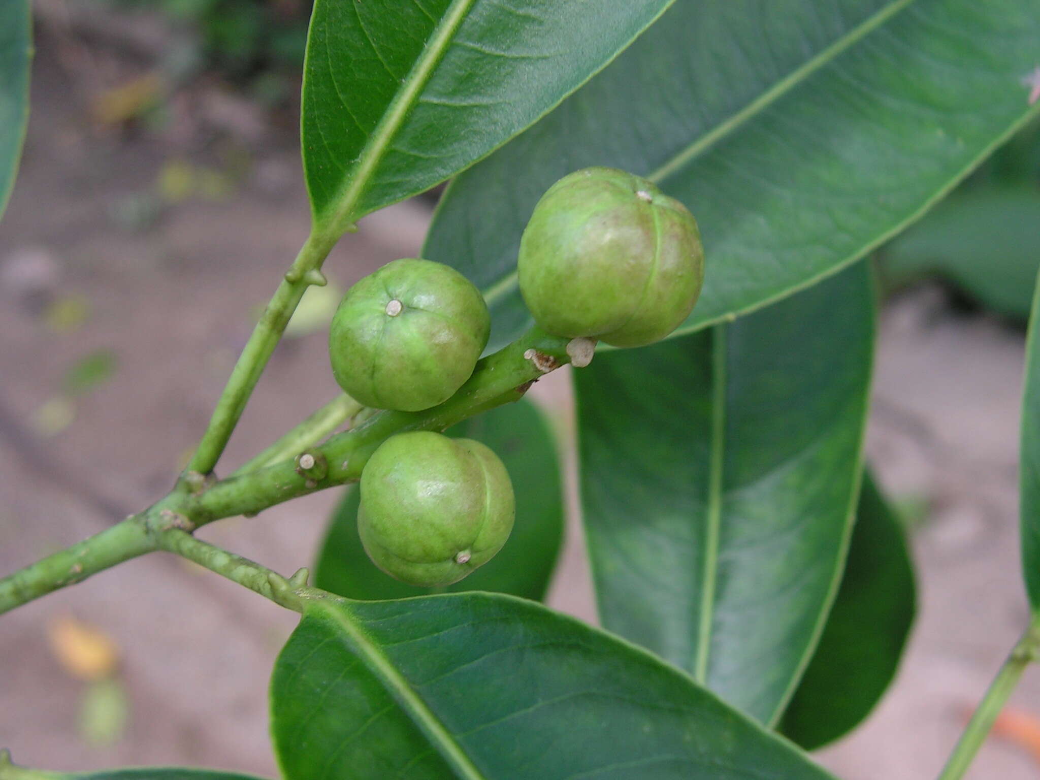 Imagem de Sapium glandulosum (L.) Morong