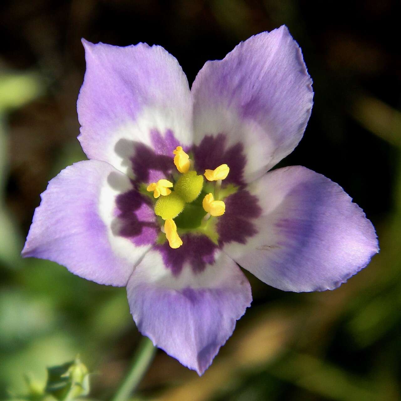 Image of Eustoma