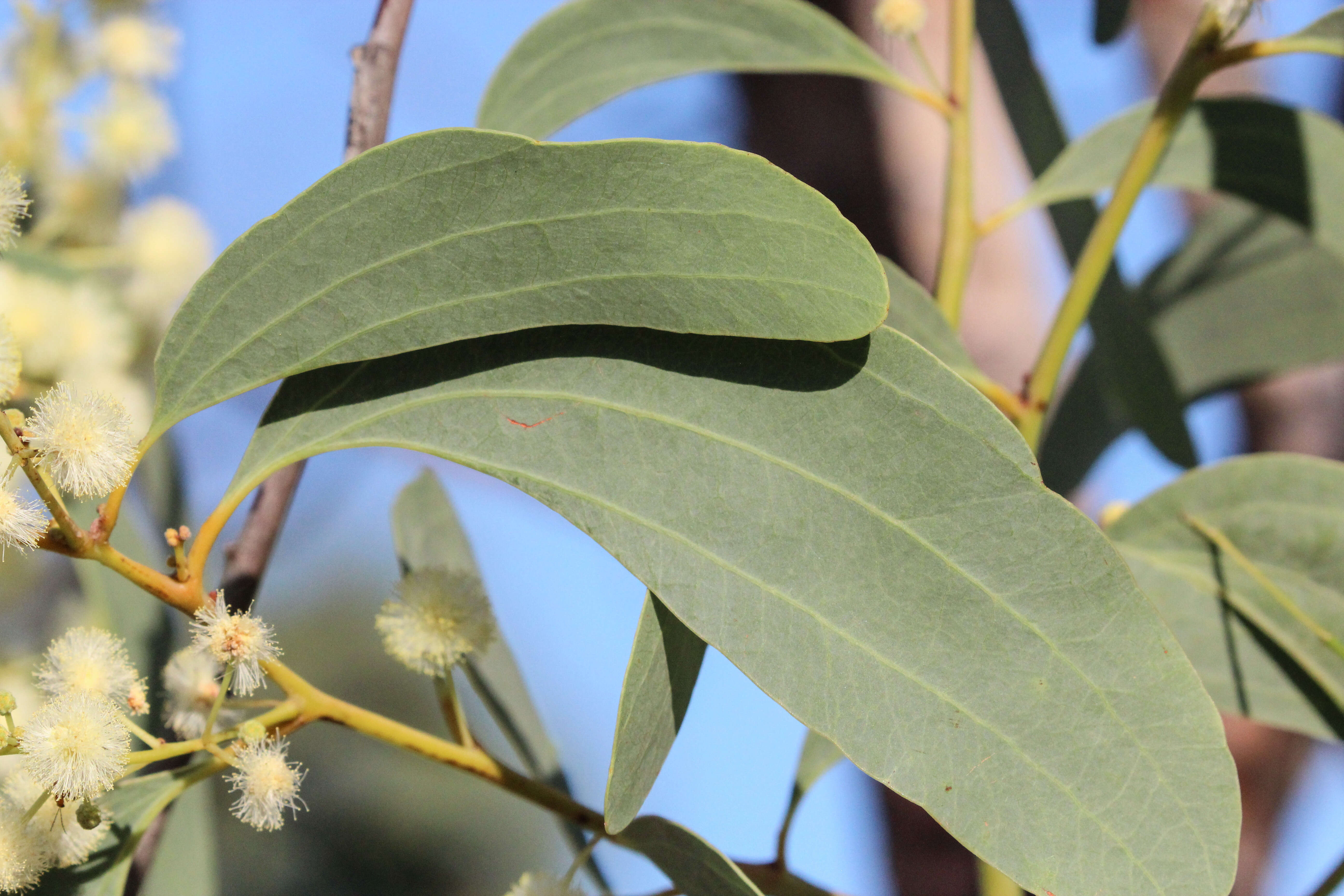 Image of Acacia platycarpa F. Muell.