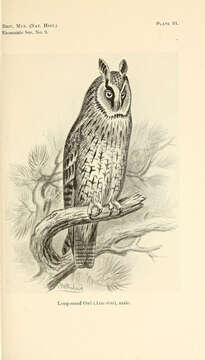 Image of Long-eared Owl