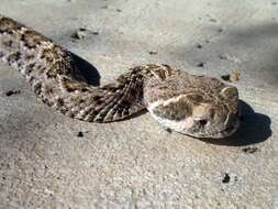 Image of Western Diamond-backed Rattlesnake