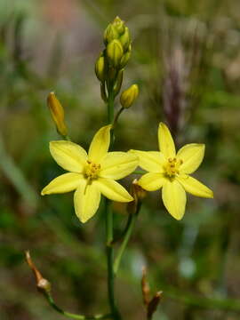 Imagem de Bulbine glauca (Raf.) E. M. Watson