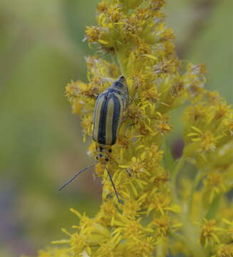 Image of Goldenrod Leaf Beetle