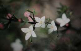 Image of narrow-leaved boronia