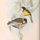 Image of Pachycephala pectoralis glaucura Gould 1845