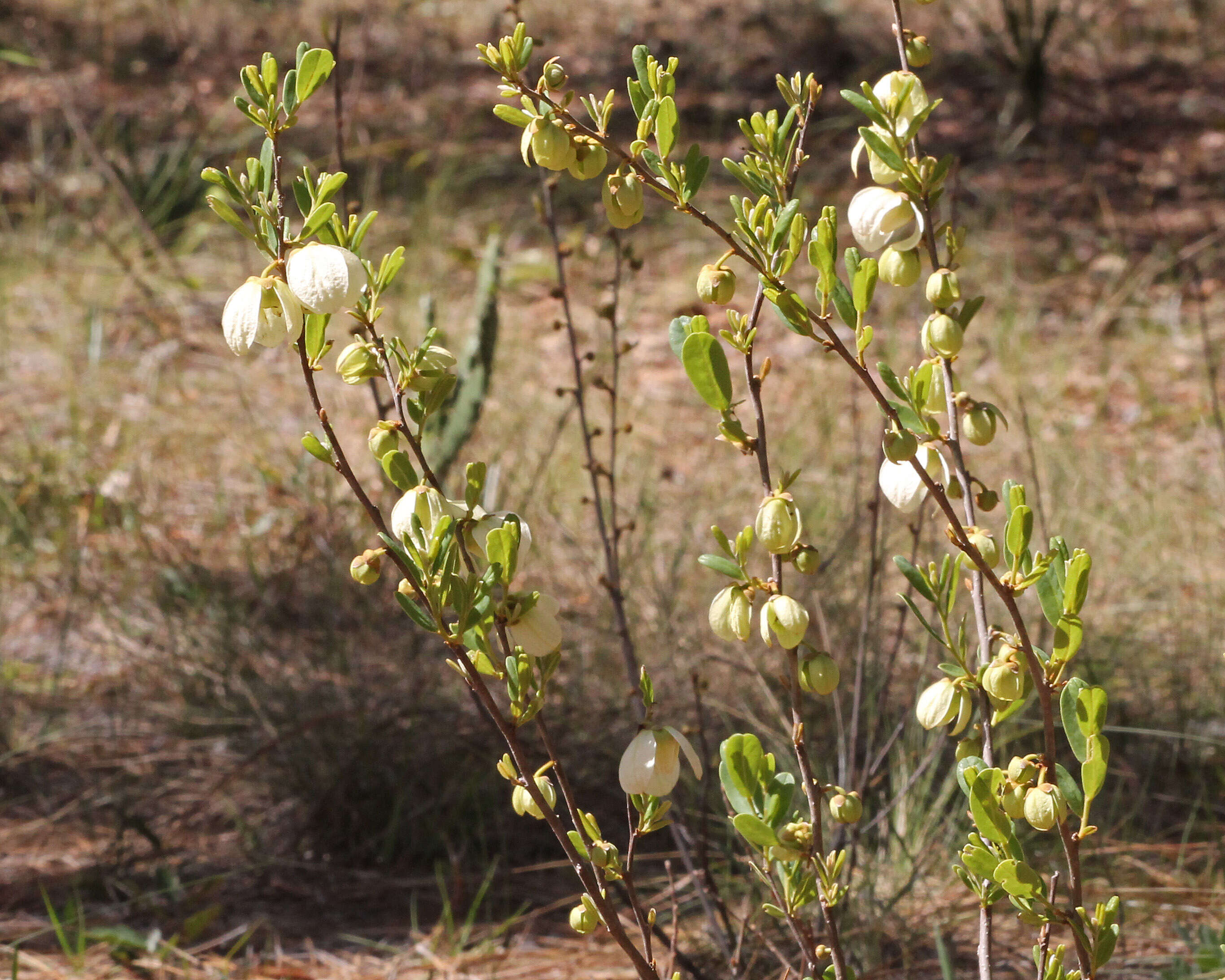 Plancia ëd Asimina reticulata Shuttlew. ex Chapm.