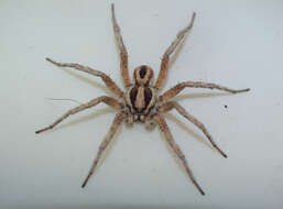 Image of wolf spiders