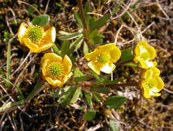 Image of pygmy buttercup