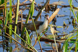 Image of Wattled Jacana