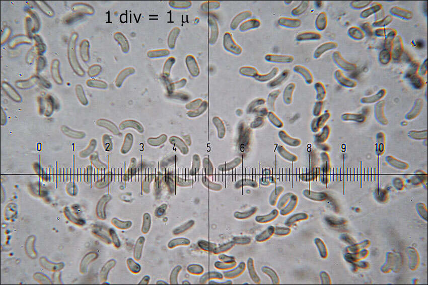 Imagem de Anthostoma decipiens (DC.) Nitschke 1867