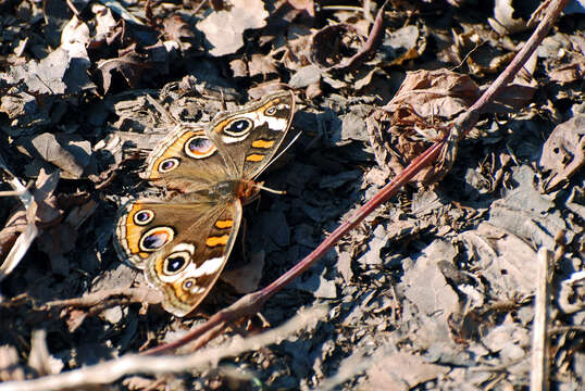 Image of Common buckeye