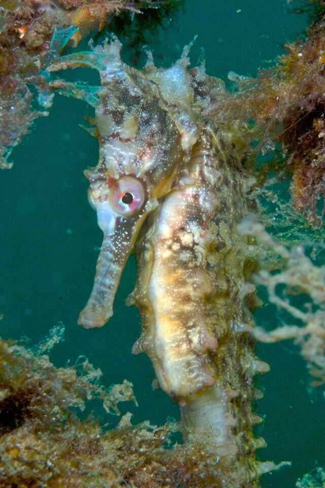 Image of seahorses