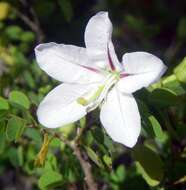 Image of Natal Bauhinia