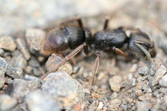 Image of Panther Ants