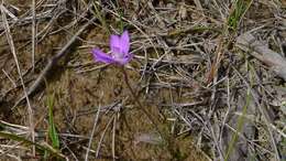 Image of Small waxlip orchid